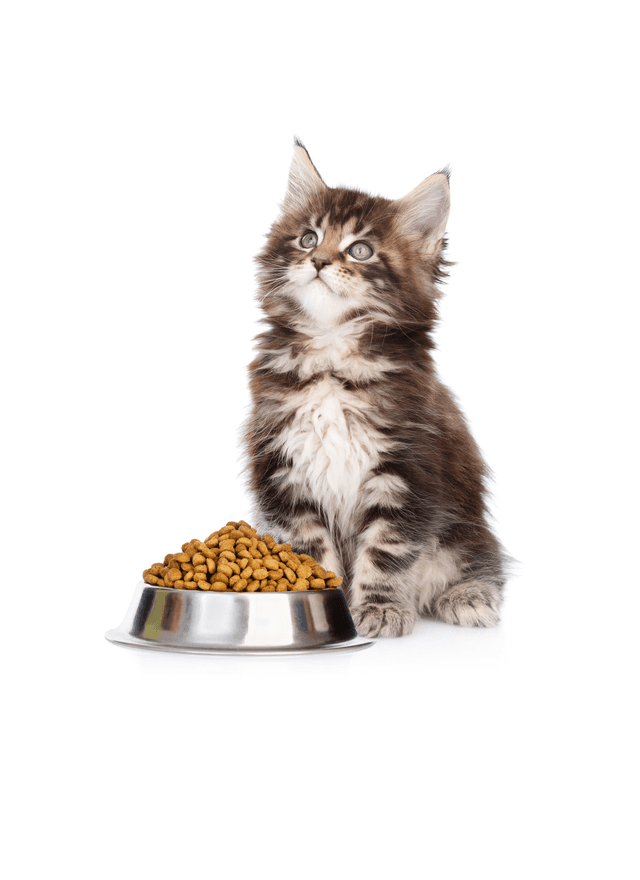 Cat eating from bowl